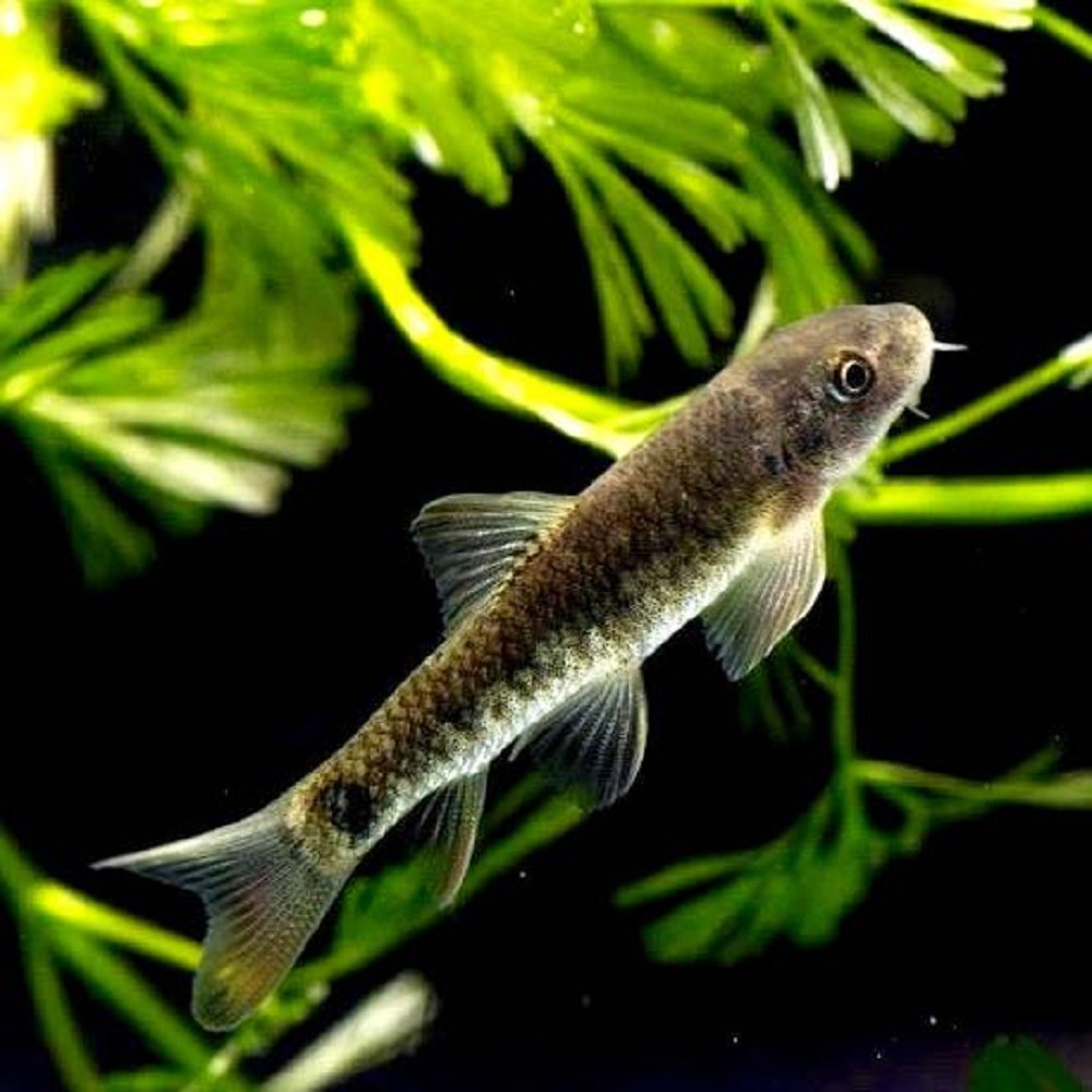 Algae Eating Garra Rufa Doctor Fish for sale