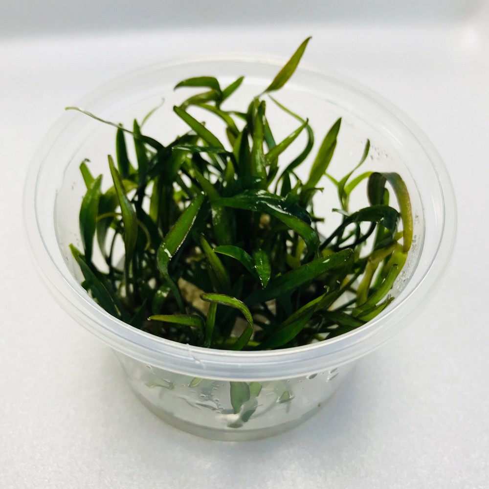 Cryptocoryne willisii in cup 100 cc. - Aquascaping plants - Jarathana