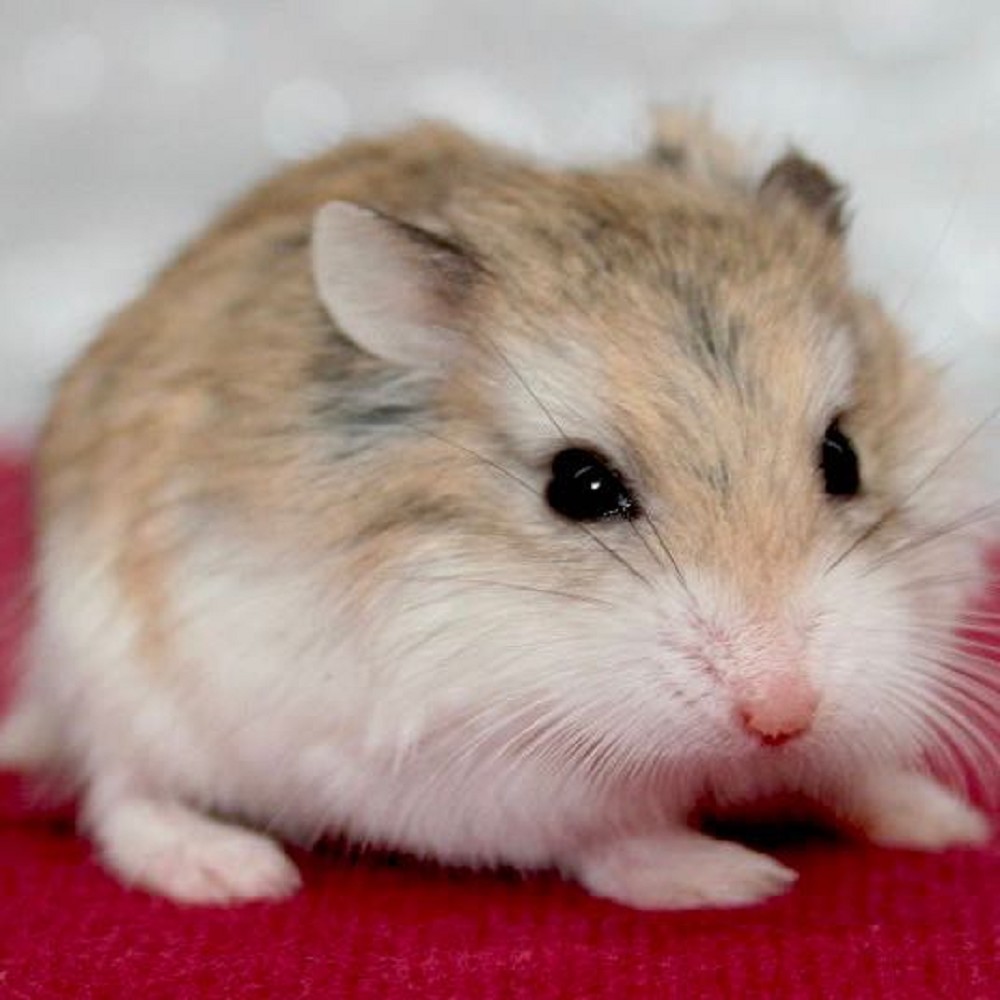 Indringing pedaal Australië Roborovski dwarf hamster female - Hamsters - Jarathana