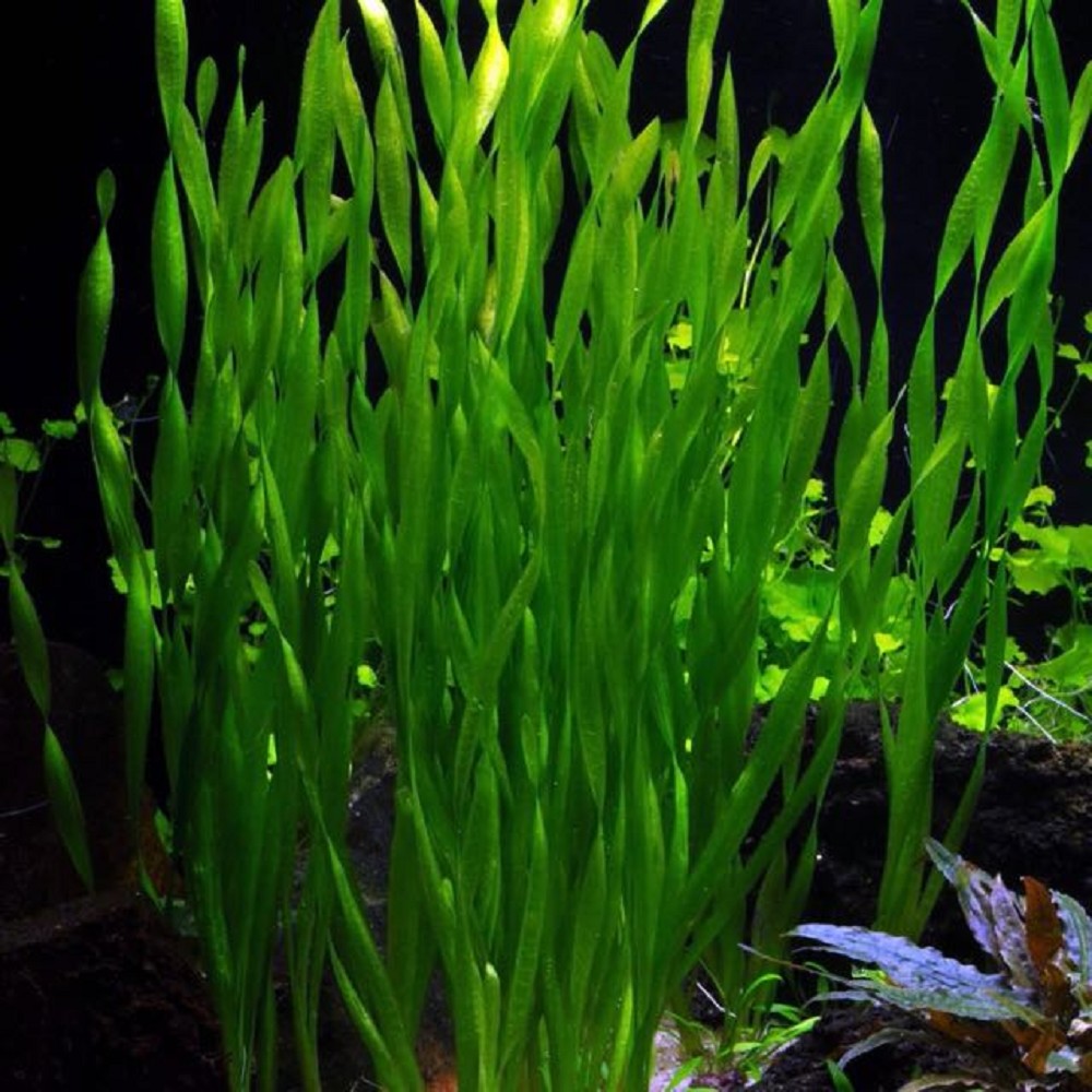 Vallisneria Asiatica