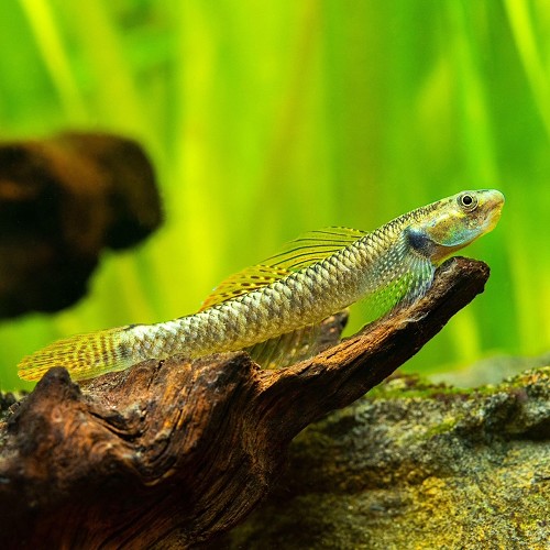 Stiphodon ornatus Rainbowgoby ML - Gobies - Jarathana