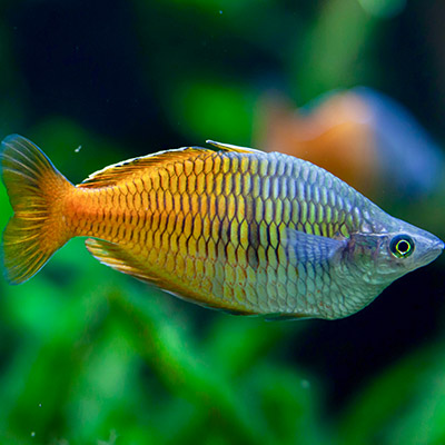 Oordeel Catastrofe Leeg de prullenbak Tropical fish | Jarathana