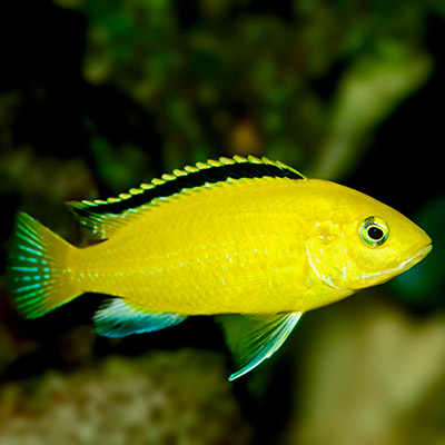 Gespierd solide Verplicht Tropical fish | Jarathana